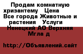 Продам комнатную хризантему › Цена ­ 250 - Все города Животные и растения » Услуги   . Ненецкий АО,Верхняя Мгла д.